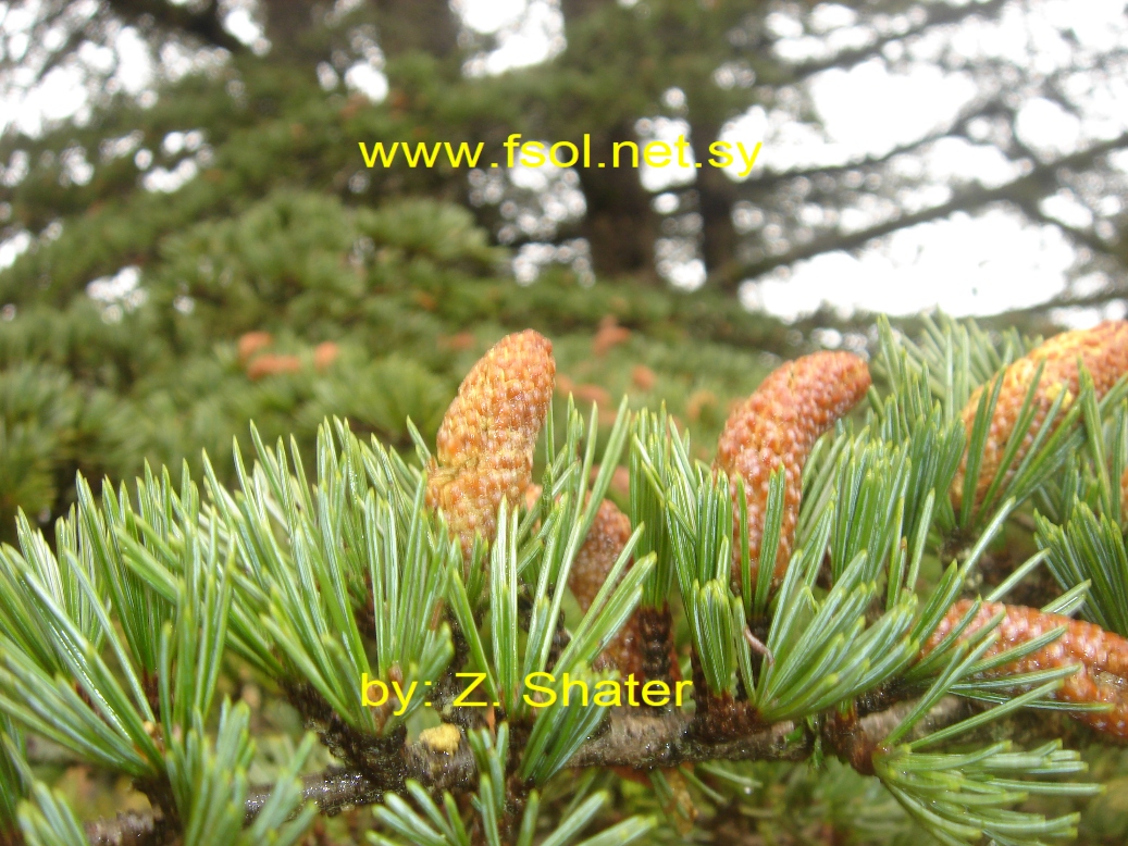 Cedrus libani Richi